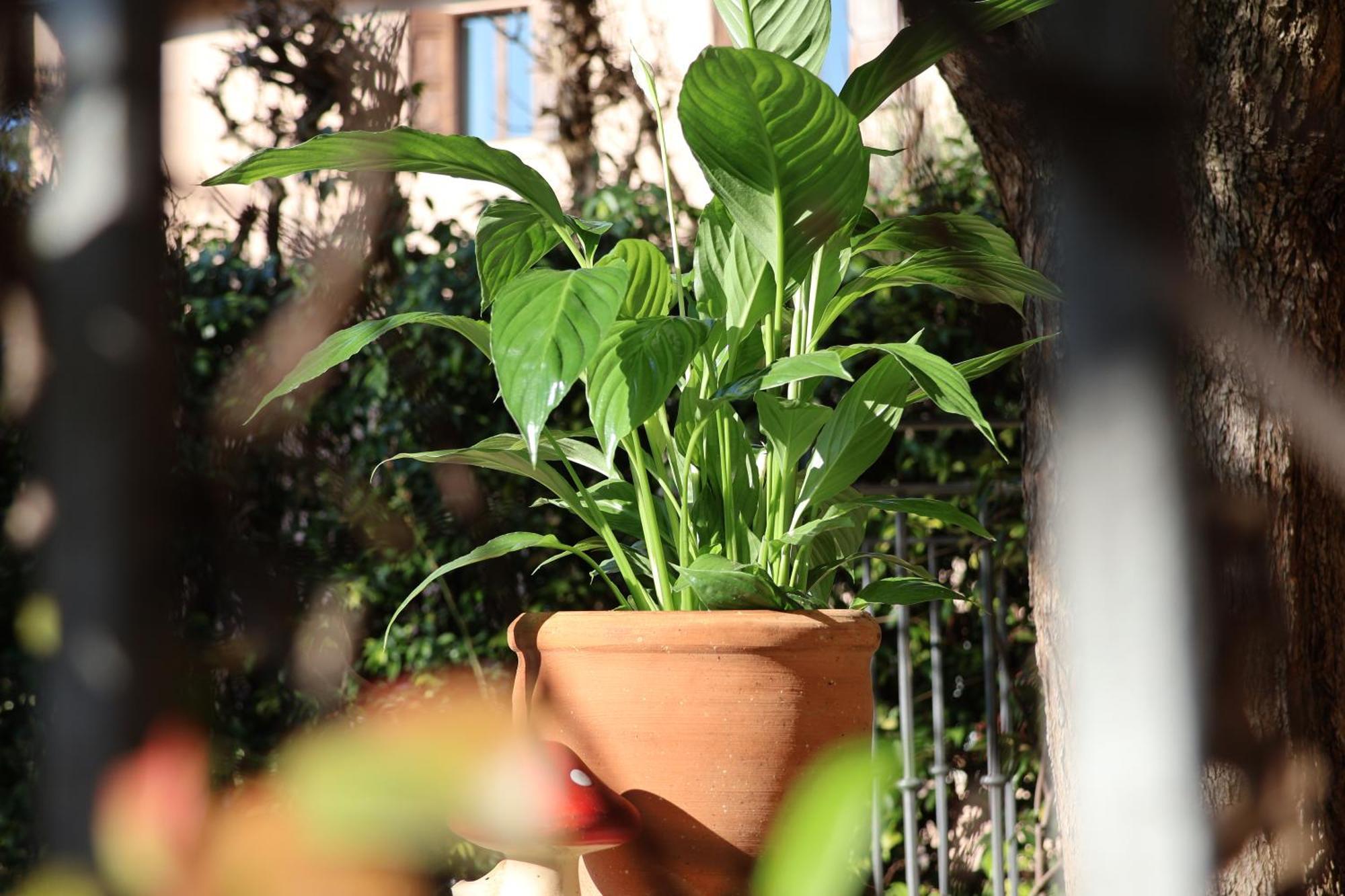 Aurelia Maison Verona Esterno foto